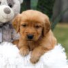 Image of Cooper, a Golden Retriever puppy