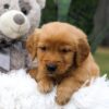 Image of Cooper, a Golden Retriever puppy