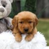 Image of Cooper, a Golden Retriever puppy