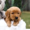 Image of Cooper, a Golden Retriever puppy