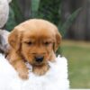 Image of Cooper, a Golden Retriever puppy