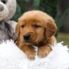 Image of Cooper, a Golden Retriever puppy