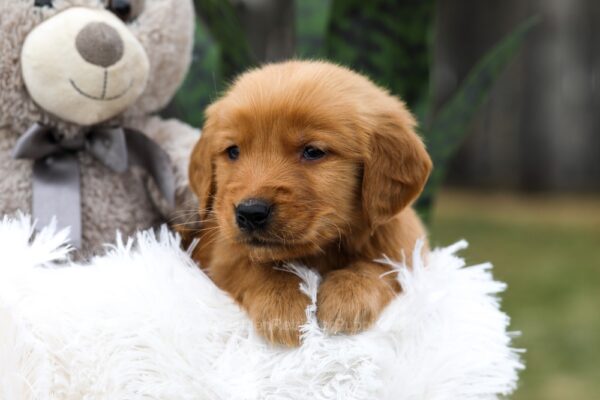 Image of Cooper, a Golden Retriever puppy