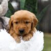 Image of Cooper, a Golden Retriever puppy