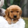 Image of Cooper, a Golden Retriever puppy