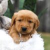 Image of Cooper, a Golden Retriever puppy