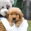 Image of Cougar, a Golden Retriever puppy