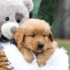 Image of Cougar, a Golden Retriever puppy