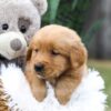 Image of Cougar, a Golden Retriever puppy