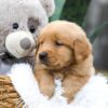 Image of Cougar, a Golden Retriever puppy
