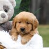 Image of Cougar, a Golden Retriever puppy