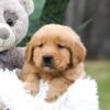 Image of Cougar, a Golden Retriever puppy