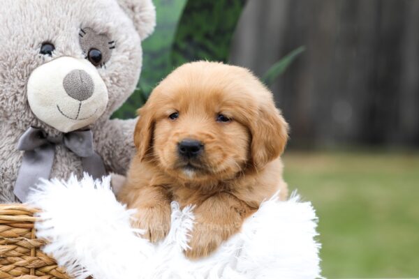 Image of Cougar, a Golden Retriever puppy