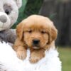 Image of Cougar, a Golden Retriever puppy