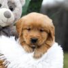 Image of Cougar, a Golden Retriever puppy