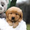 Image of Cougar, a Golden Retriever puppy