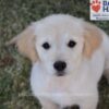 Image of Wiggles (trained), a Golden Retriever puppy