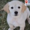 Image of Wiggles (trained), a Golden Retriever puppy