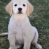 Image of Wiggles (trained), a Golden Retriever puppy