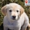 Image of Wiggles (trained), a Golden Retriever puppy