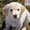 Image of Wiggles (trained), a Golden Retriever puppy