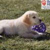 Image of Wiggles (trained), a Golden Retriever puppy
