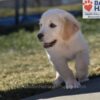 Image of Wiggles (trained), a Golden Retriever puppy