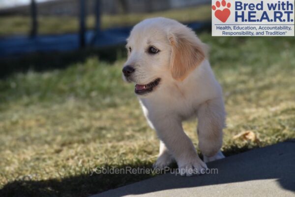 Image of Wiggles (trained), a Golden Retriever puppy