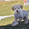 Image of Wiggles (trained), a Golden Retriever puppy