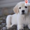 Image of Wiggles (trained), a Golden Retriever puppy