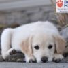 Image of Wiggles (trained), a Golden Retriever puppy