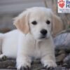 Image of Wiggles (trained), a Golden Retriever puppy
