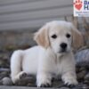 Image of Wiggles (trained), a Golden Retriever puppy