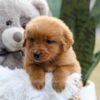 Image of Ember, a Golden Retriever puppy