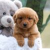 Image of Ember, a Golden Retriever puppy