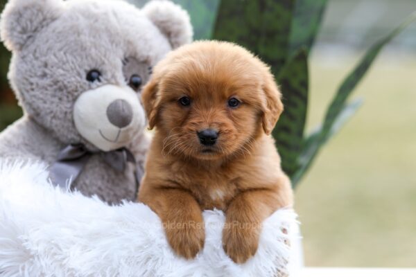 Image of Ember, a Golden Retriever puppy