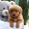 Image of Ember, a Golden Retriever puppy
