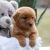 Image of Ember, a Golden Retriever puppy