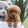 Image of Ember, a Golden Retriever puppy