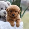 Image of Ember, a Golden Retriever puppy