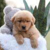 Image of Enzo, a Golden Retriever puppy