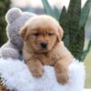 Image of Enzo, a Golden Retriever puppy