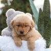 Image of Enzo, a Golden Retriever puppy