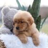 Image of Enzo, a Golden Retriever puppy