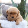 Image of Enzo, a Golden Retriever puppy