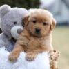 Image of Esme, a Golden Retriever puppy