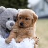 Image of Esme, a Golden Retriever puppy