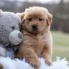 Image of Esme, a Golden Retriever puppy