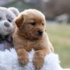 Image of Esme, a Golden Retriever puppy