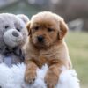 Image of Esme, a Golden Retriever puppy